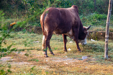 Indian cow grazing in the field, cow eating grass in a paddy field. Indian animal image, 
