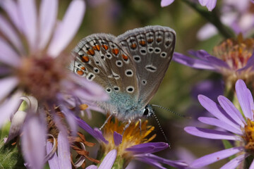 Obraz premium Argus bleu --- Azuré commun (Polyommatus icarus)