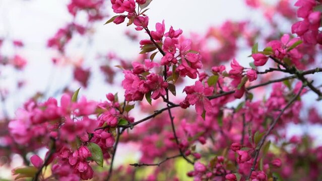 Pink cherry branches sway in the wind. Blooming sakura in spring.