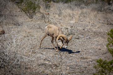 Beautiful male bighorn sheep in the Nevada desert, close to the Valley of Fire state Park