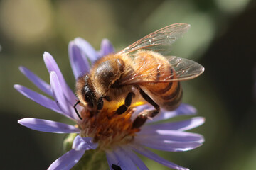Abeille domestique (Apis mellifera)