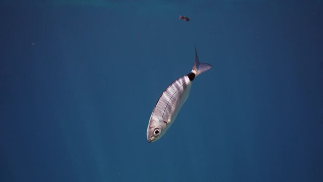 Close up underwater shot of a fish Annular seabream eating trash in adriatic sea