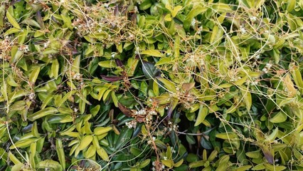 green moss on the ground