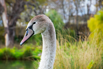 Obraz premium portrait of a young gray swan on the park background