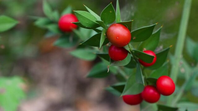 Close up of Ruscus aculeatus known as butchers-broom with red berries (Pungitopo).Is low evergreen shrub, with flat shoots known as cladodes that give the appearance of stiff, spine-tipped leaves.