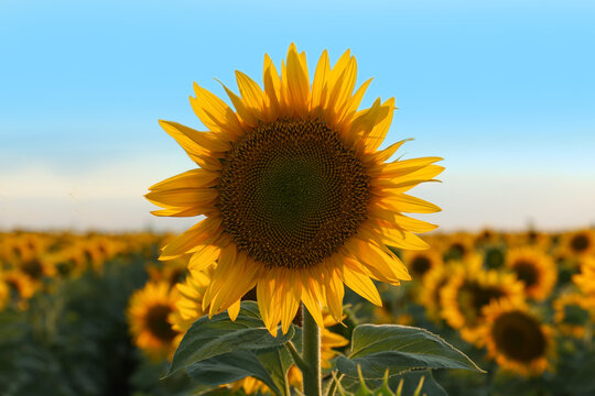 Beautiful blooming sunflower in field under sky on summer day © New Africa