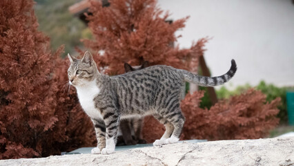 Lovely cat with reddish pine background in autumn. Image of a kitten with a penetrating gaze.