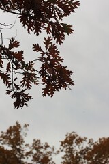 Leafy oak tree with colorful autumn leaves.