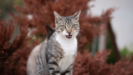 Lovely cat with reddish pine background in autumn. Image of a kitten with a penetrating gaze.