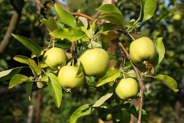 Apple tree with fresh and ripe fruits on sunny day