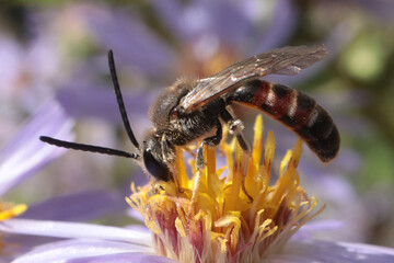 Lasioglosse commun (Lasioglossum calceatum)