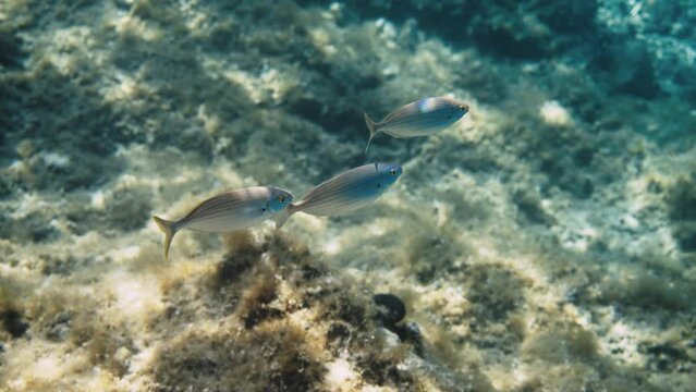 Close up shot of a Annular seabream fish swimming underwater in adriatic sea