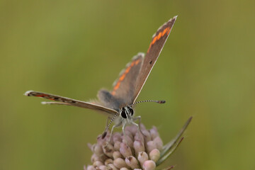 Collier de corail --- Argus brun (Aricia agestis)