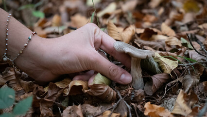 Mushroom in the forest in autumn. Hand picking mushrooms among leaves in autumn.