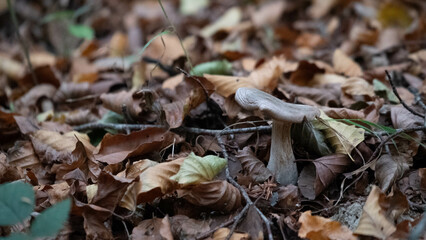 Mushroom in the forest in autumn. Hand picking mushrooms among leaves in autumn.