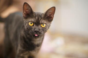 Cat lover female hand petting her lovely cat  comfortable Stay home with cat Friendship Animal lover. Cute cat. love Friend human home friendship Animal lover lifestyle concept