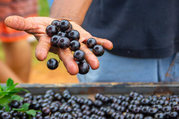 A mão do vendedor com um monte de jabuticaba em exposição na feira, para vender.