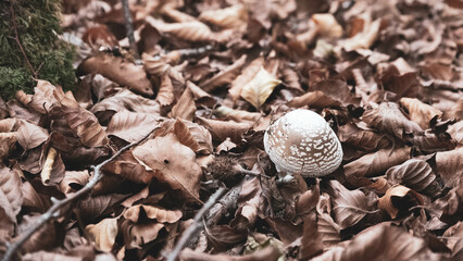 Mushroom in the forest in autumn. Hand picking mushrooms among leaves in autumn.
