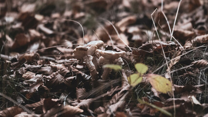 Mushroom in the forest in autumn. Hand picking mushrooms among leaves in autumn.