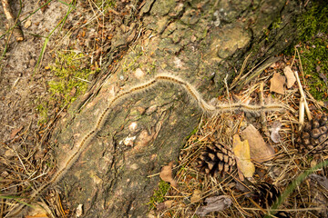 High angle view of centipede crawling on tree trunk at forest