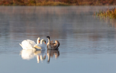 Cygnet with adult Swans on calm quiet water with reflection on an early fall morning