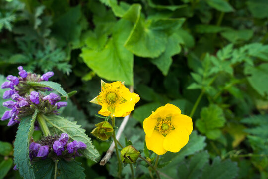 The Welsh poppy, Papaver cambricum, synonym Meconopsis cambrica blooming yellow flowers in the foothills of the Himalayas.