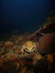Grass frog underwater