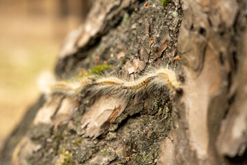 High angle view of centipede crawling on tree trunk at forest