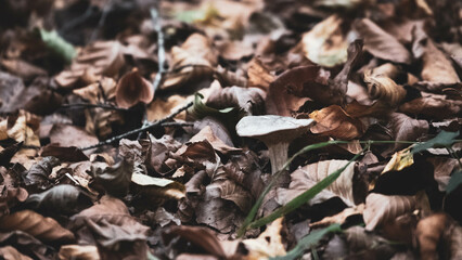 Mushroom in the forest in autumn. Hand picking mushrooms among leaves in autumn.