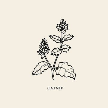 Line art catnip branch illustration