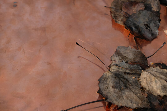 Gray aspen leaves on the textolite plate with copper foil. Copy space.