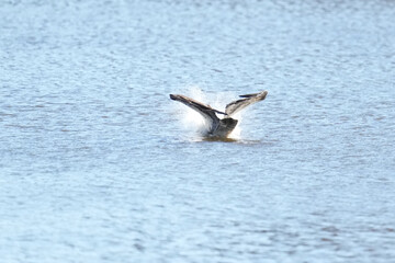 osprey is hunting a fish