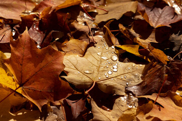 Droplets on a Leaf
