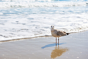 Seagull on shore in sea foam