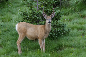 Naklejka na ściany i meble Colorado Wildlife. Wild Deer on the High Plains of Colorado. Young mule deer buck.