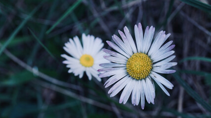 White flower with dark green background. Natural medicinal plants. Space for text.