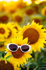 Sunflower field during summer sunset