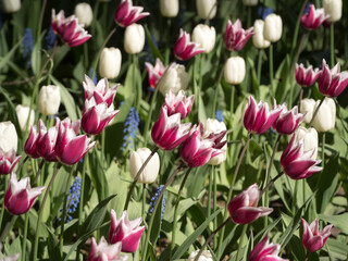 tulips in spring