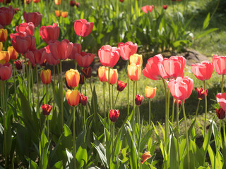 red and yellow tulips in spring