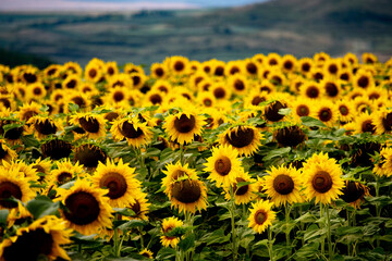 Sunflower field during summer sunset