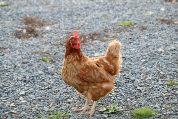 Poule rousse