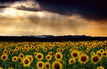 Obraz premium Sunflower field during summer sunset
