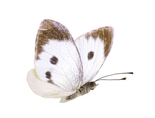 Beautiful white butterfly in flight from family of whiteflies Pieridae isolated on white...
