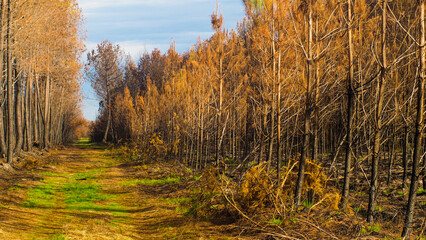 Forêt de pins calcinée après le passage des incendies de l'été 2022, à proximité de Landiras