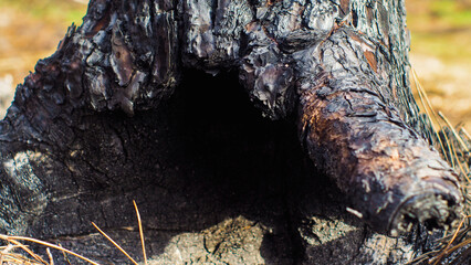 Forêt de pins calcinée après le passage des incendies de l'été 2022, à proximité de Landiras