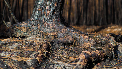 Forêt de pins calcinée après le passage des incendies de l'été 2022, à proximité de Landiras