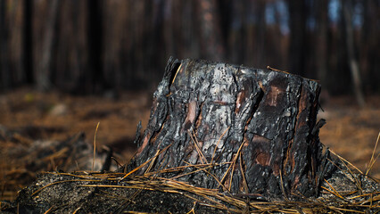 Forêt de pins calcinée après le passage des incendies de l'été 2022, à proximité de Landiras