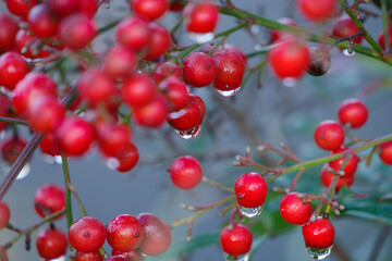 雨上がりの赤い南天が濡れている