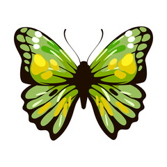 luxury green watercolor butterfly. Vector illustration of insect with pattern on wings. Cartoon silhouette with flying butterfly isolated on white