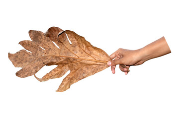 Hands holding dry leaves, dead leaves